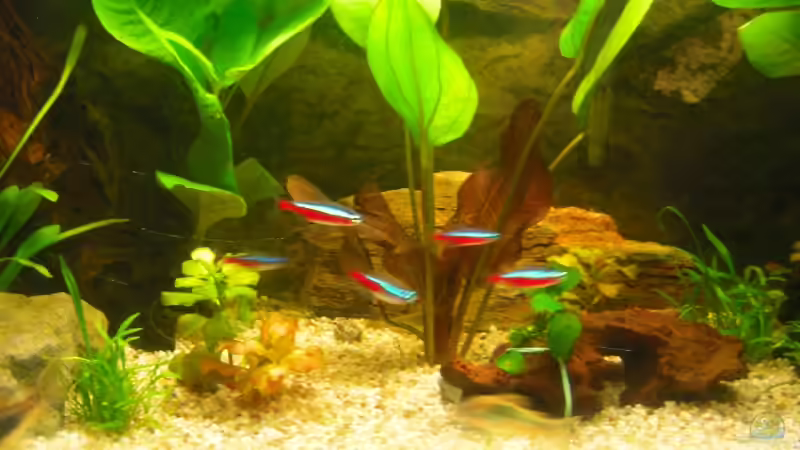 Eine Gruppe Neonsalmler von Layu (6)