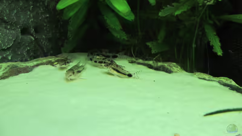 Eine Gruppe Zwergpanzerwelse von Sebasco (9)