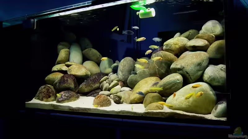 Eine Gurke wird dankend angenommen. von Romain Gansen (2)