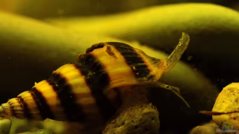 Eine Helena die keine Gnade kennt / Die Anentmone Helena - Raubturmdeckelschnecke !