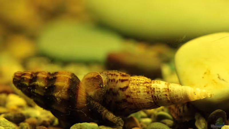 Eine Helena die keine Gnade kennt / Die Anentmone Helena - Raubturmdeckelschnecke !