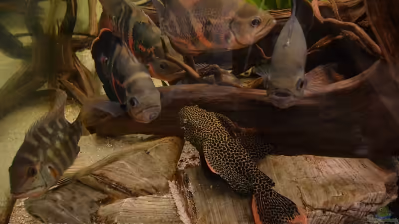 Eine illustre Gesellschaft, oder: ´Gib uns was zu Futtern. Sofort !!!´ von GGuardiaNN (41)