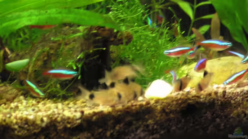 eine Kartoffel zieht alle an! von Beule (3)