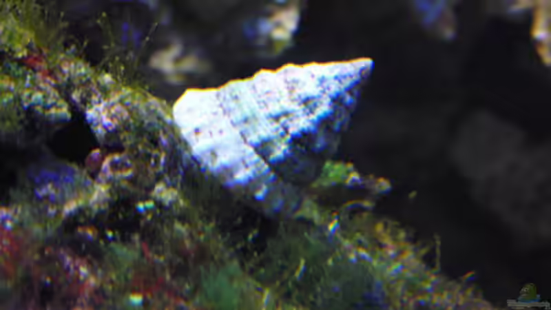 eine Kegelschnecke von Steffen Ruck (13)