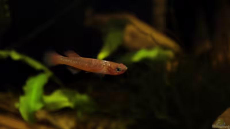 eine Killi Dame von die Perle... (59)