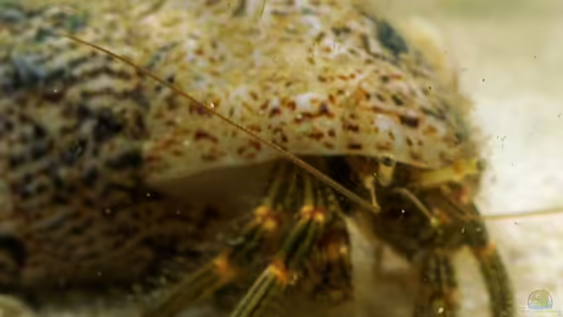 eine King of the Riff, der andere ist zu scheu von FrischFisch (10)