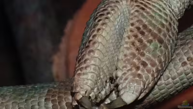 Eine Klaue von Cichliden-Kabuff (24)