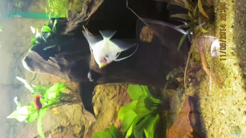 Eine klein bleibende Schwertpflanze im hinteren Teil,vorne an der grossen Morkienwurzel von Ottche (106)