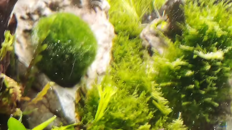 Eine kleine Mooskugel als Geschenk zu den Garnelen. von Sese (9)