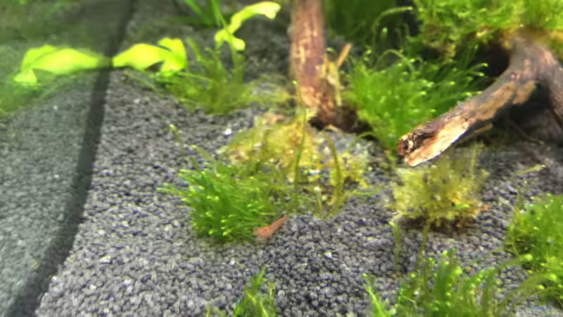 Eine kleine Red Fire Garnele von Clemens (8)