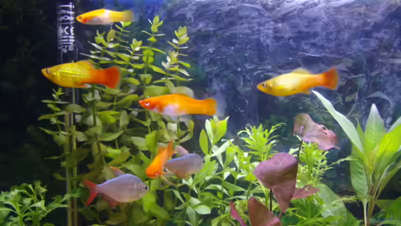 Eine kleine Versammlung von Cia (13)