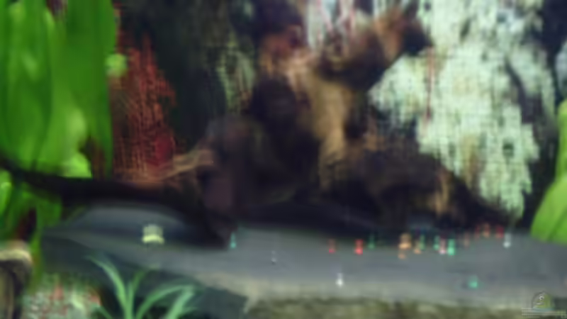 eine kleine Wurzel deren Namen ich nicht weiß von valla88 (9)