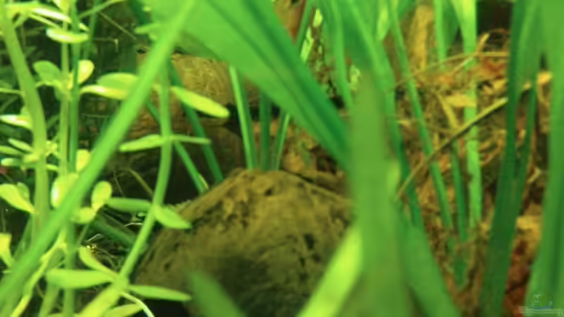 eine Kokosnuss zu vermieten von wasserspaß (9)