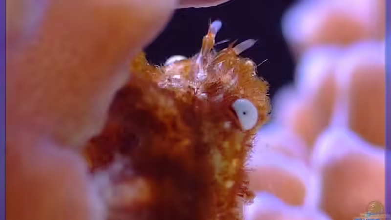 Eine Korallenkrabbe von Sascha Bill (18)