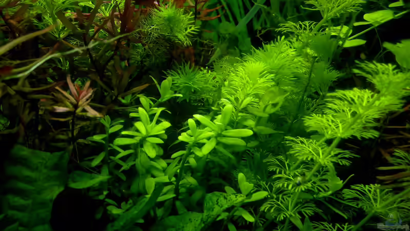 Eine kreatieve Kombination von Scaper (9)