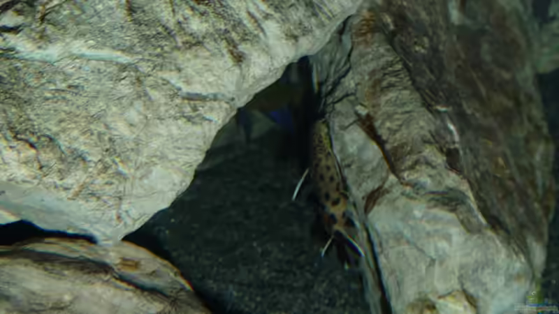 Eine Laune der Natur,der Dreizack  von DER YBBSTALER (48)