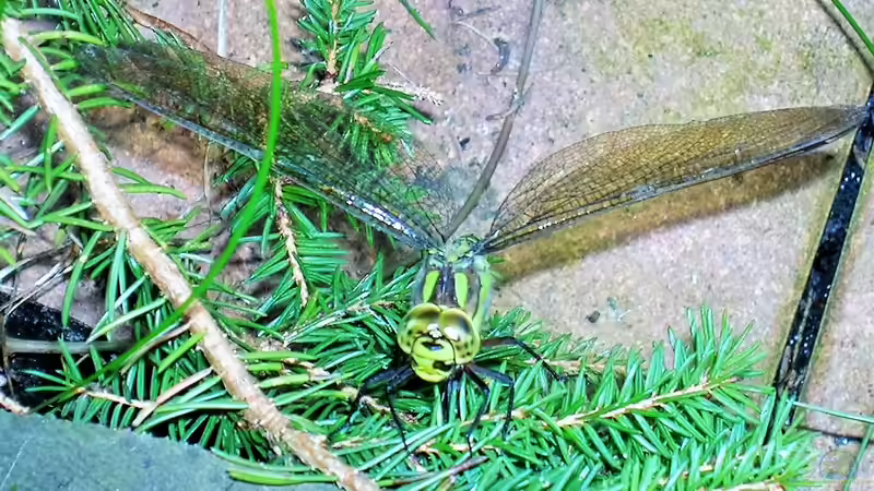 eine Libelle am Gartenteich von odin 68 (10)