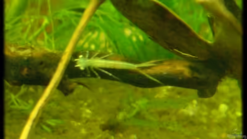 Eine Libellenlarve von Palo (28)