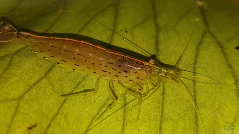 eine meiner 3 Amanos ca. 4-5cm groß von River Creator (33)