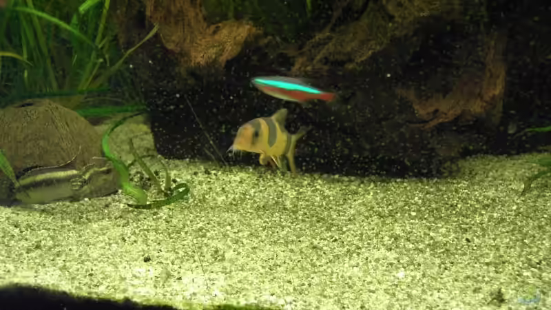 eine meiner 3 Prachtschmerlen von Christian Horn (11)