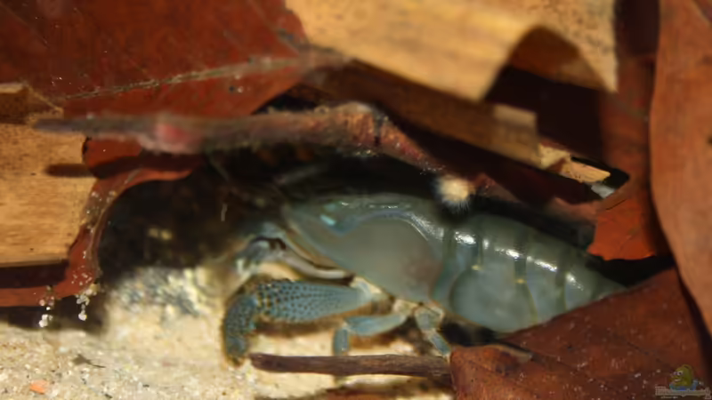 Eine meiner 4 Atya gabonensis von Florian Bandhauer (85)