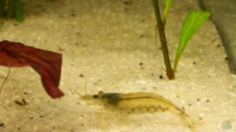 Eine meiner 5 Amanogarnelen von Natalie de Vries (21)