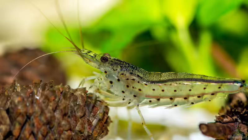 Eine meiner Amanogarnelen  von Feinripp (7)