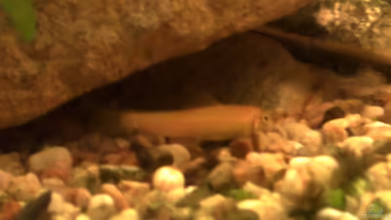 Eine meiner beiden Goldsaugschmerlen von Kai Wichmann (9)