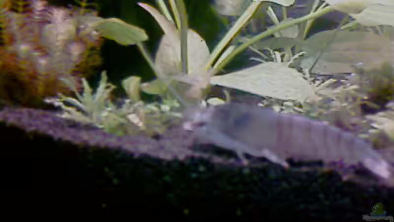 Eine meiner blauen Risenmonstergarnelen von Jessy L. (13)