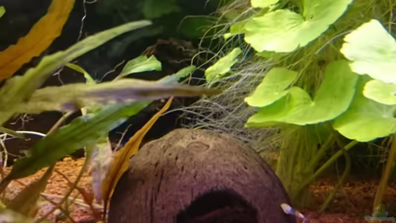 Eine meiner drei letzen Amanogarnelen auf dem Weg in die Kokusnusshöhle... von rainbow2010 (5)