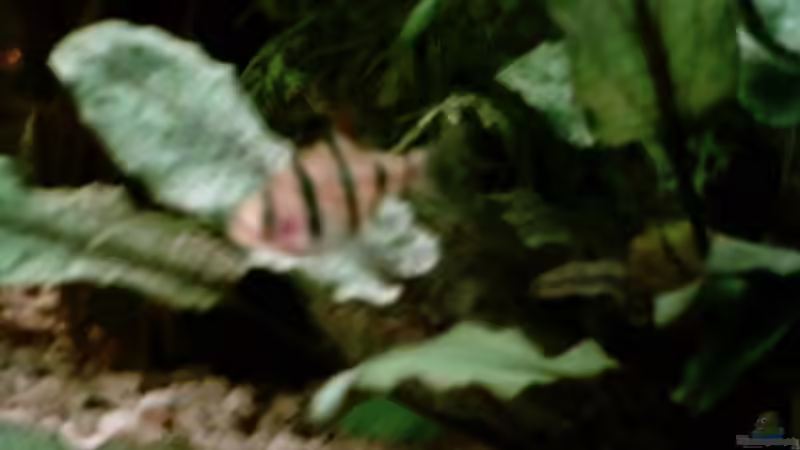 Eine meiner Fünfgürtelbarben! von Christina Betz (8)