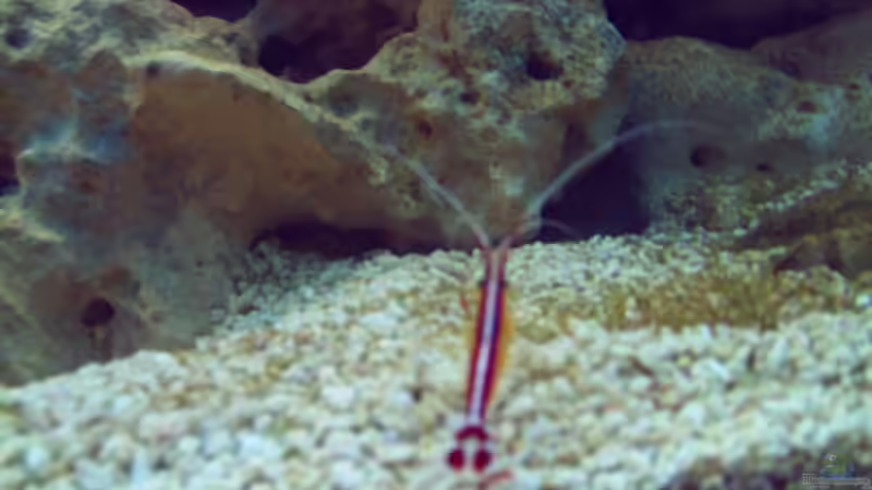 Eine meiner Garnelen von Frank Stahn (5)