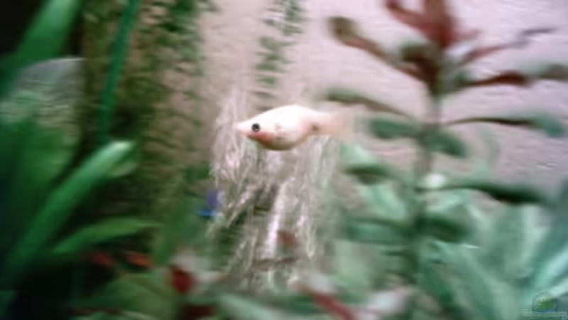 Eine meiner Goldstaubmollydamen! von Christina Betz (9)