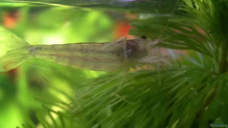 Eine meiner (momentan 3) Amano Garnelen von Sascha Houben (5)