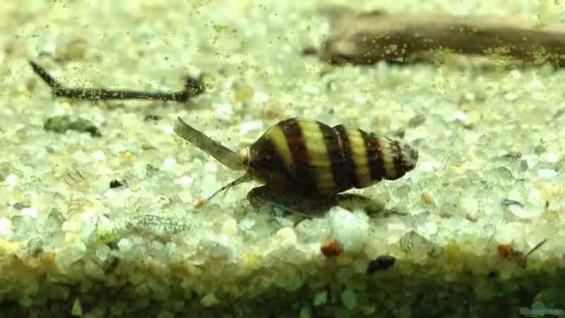 eine meiner Räuber von Thomas S-H (12)