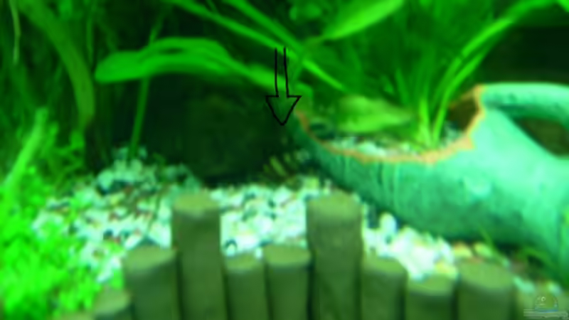 eine meiner Raubschnecken von Belvina (29)