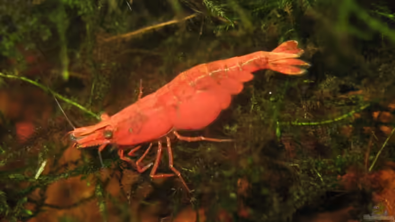 Aquarien mit Red Fire Garnelen (Neocaridina heteropoda)