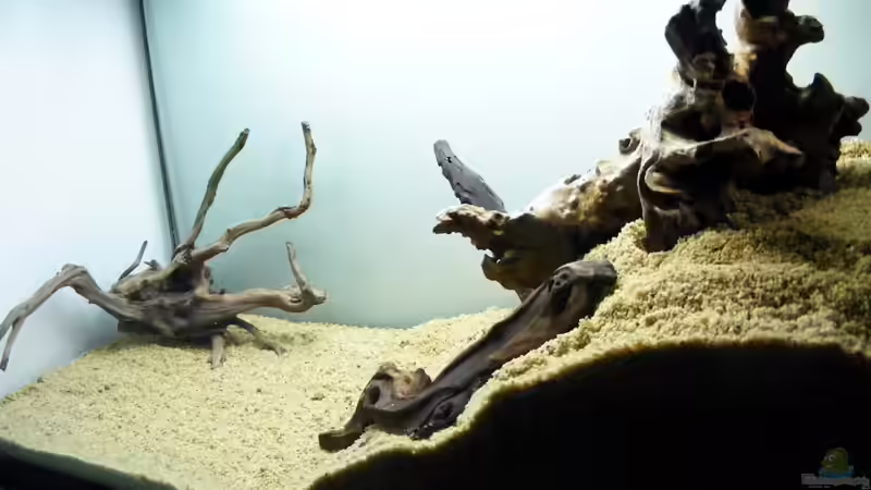 Eine Moorkie spielt den Akteur für das Einlaufen des Wassers von Falk (13)