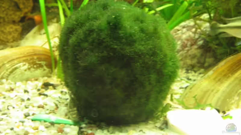 Eine Mooskugel von Christian Trommer (9)