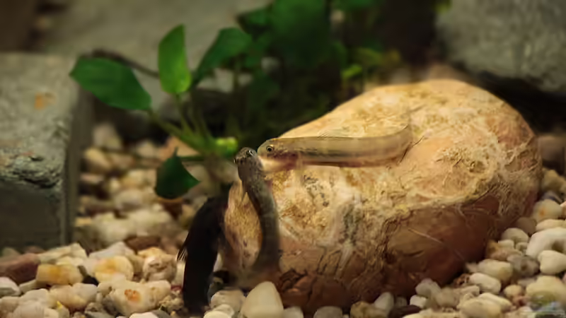 ´Eine (Mückenlarve) für Drei´ von Stanislav Kislyuk (10)