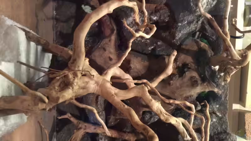 Eine Nahaufnahme. von Dülla (14)