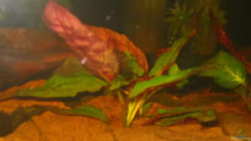 Eine noch unidentifizierte Pflanze die sich bei mir hoffentlich heimisch fühlt.. von Heike Wech (2)