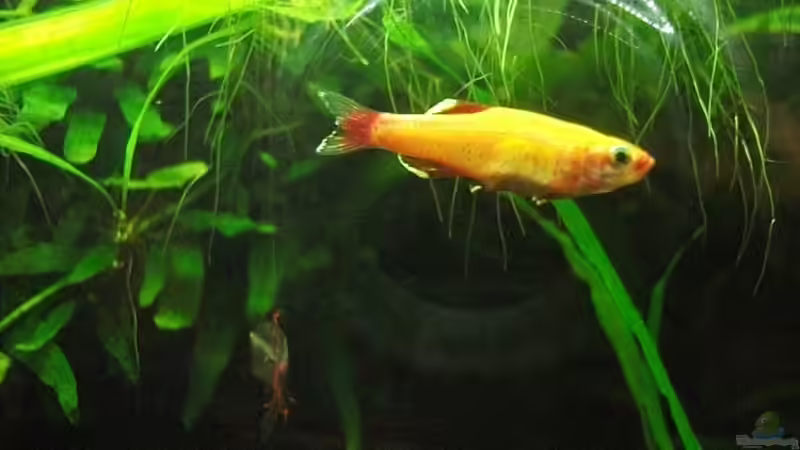 Eine Ode an den Kardinalfisch!