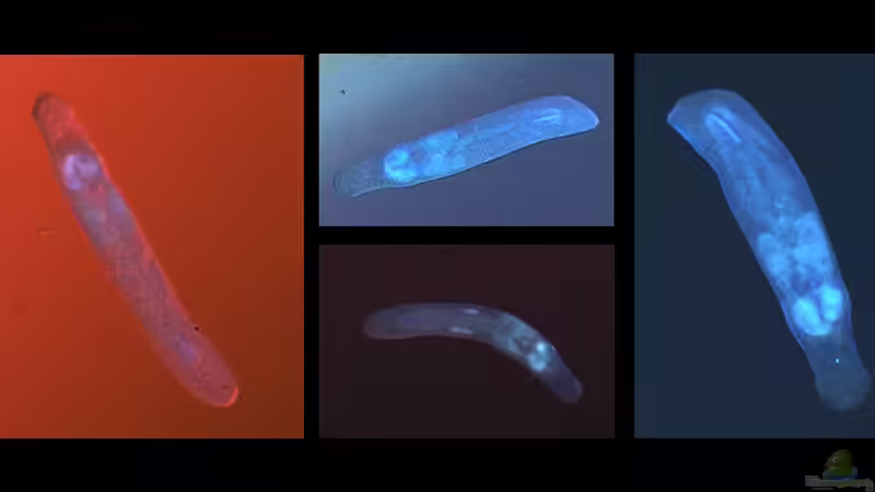 Eine Planarie an der Scheibe. Gut zu erkennen ist der schlitzförmige Schlund. Planarien von vixen (28)