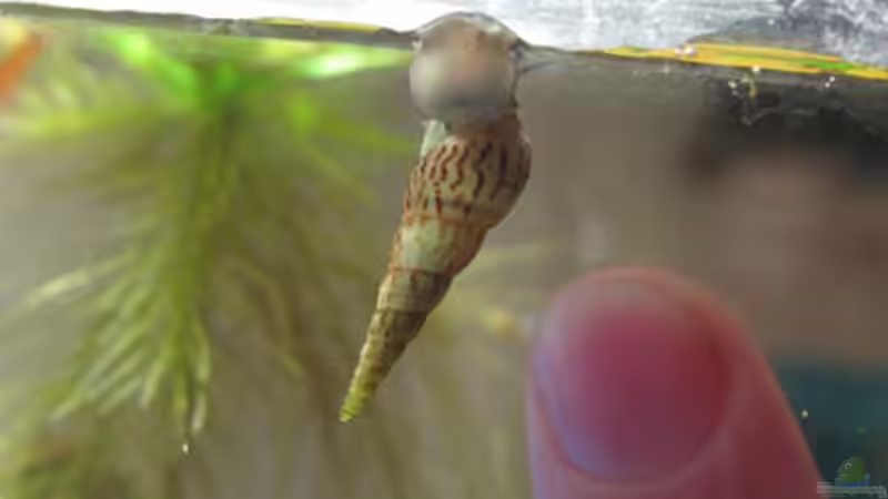 Eine recht grosse malaiiische Turmdeckelschnecke von Aquilegia (19)