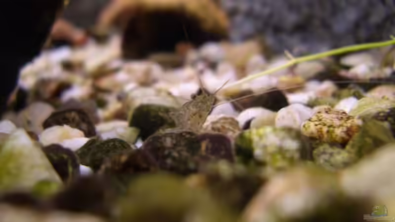 eine Rotschwanzgarnele von vorne von Daniel (10)