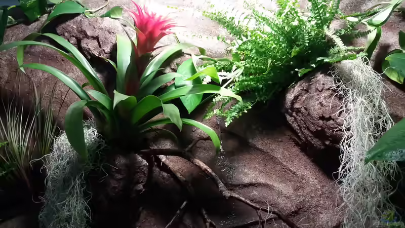 Eine Schicht Klarlack matt aus der Sprühdose,nochmal hier u. da Torf,abgefegt,auslüften lassen,rauf damit....Die Pflanzen wurden vor dem rauf stellen eingepflanzt damit keine Blumenerde ins Becken geh von Sebastian Müller (36)