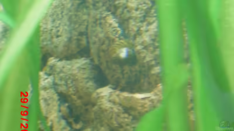 Eine Schnecke an der Wand,Typ unbekannt war beim Besatz dabei. von Thomas Seidenstuecker (27)