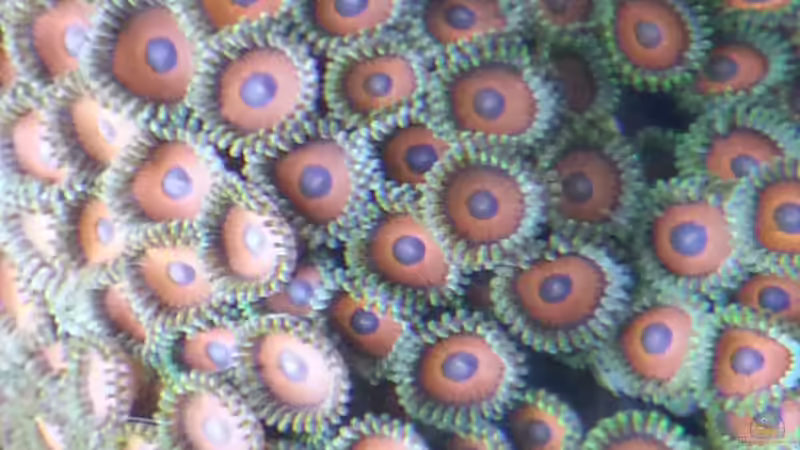 eine schöne Krustenanemone ! Nahaufname !  von urbi (117)