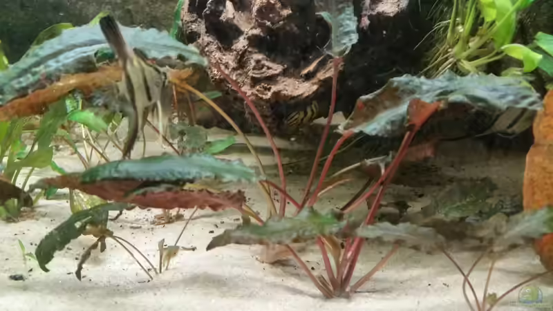 Eine schöne rötliche Vordergrund Pflanze von Patrick`s Amazonas (4)